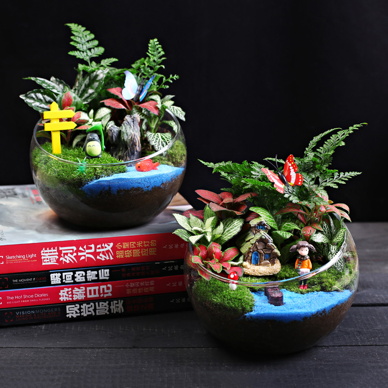 菁娇微景观材料套装diy