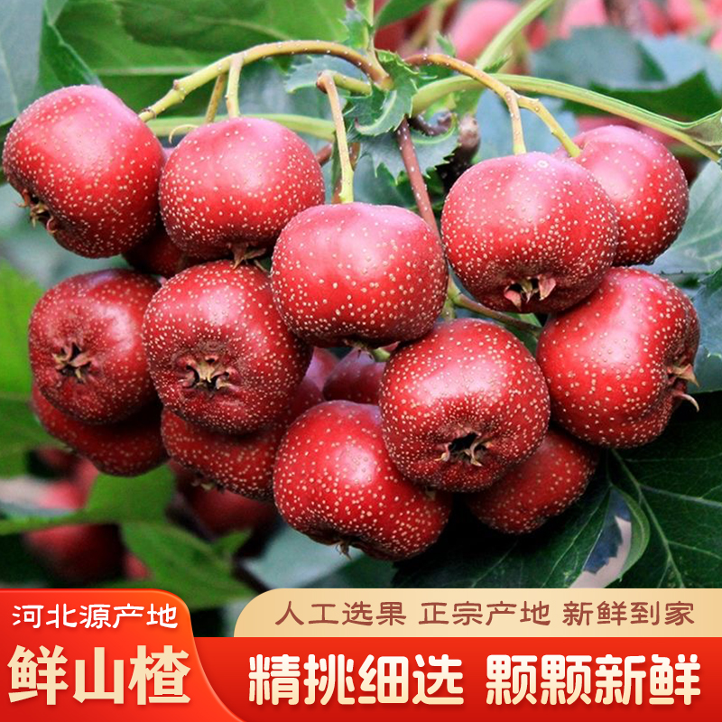 2025新果新鲜山楂果应季水果