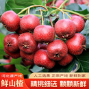 2025新果新鲜山楂果应季 水果冰糖葫芦用现摘大果山里红鲜果红果