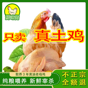 正宗东北黄油老母鸡土鸡草鸡柴鸡孕妇农村溜达鸡麻鸡新鲜粮食散养