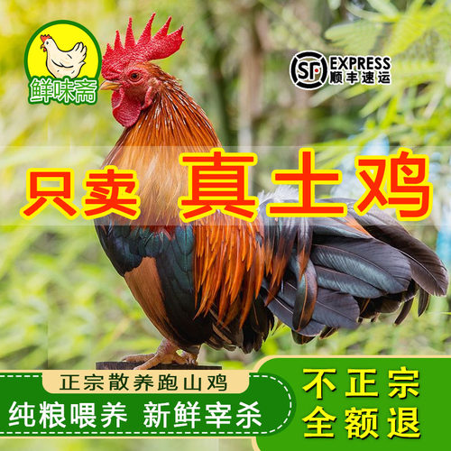 农家散养大公鸡纯粮散养现杀土鸡