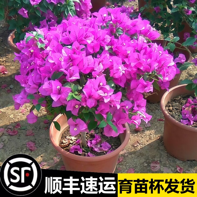 三角梅四季开花卉不断盆栽大苗带花爬藤重瓣植物室内阳台庭院树苗