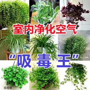 绿植 吊兰室内植物水培植物室内好养绿萝箩油画婚礼垂吊吸甲醛四季