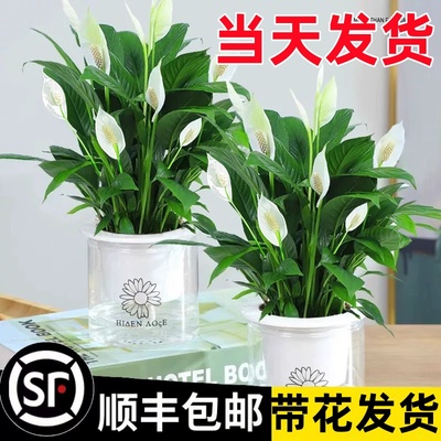 白掌一帆风顺盆栽水培植物绿萝箩花卉室内花绿植红掌发财树