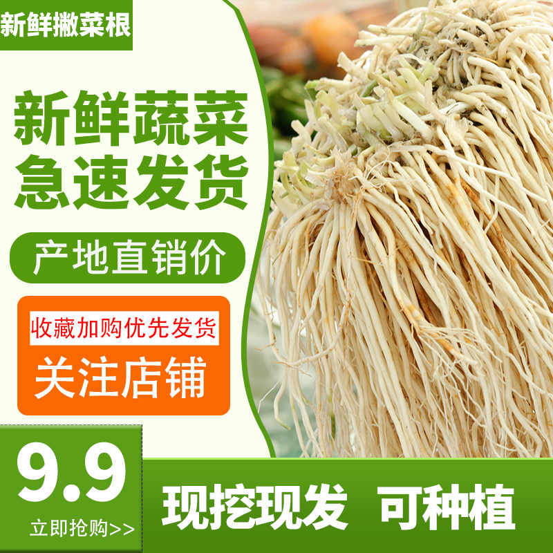 新鲜蔬菜云南特产苤菜根图片