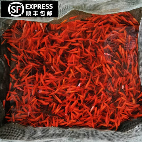 活体饲料鱼观赏金鱼摆摊儿童捞钓