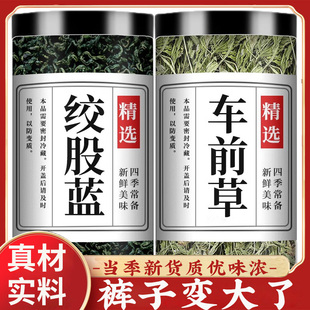 绞股蓝车前草茶叶官方旗舰店正品组合茶泡水喝的功效与作用