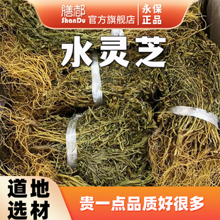 水灵芝中药材鱼胆草灵芝草水黄莲整棵有根生晒无硫青鱼胆草