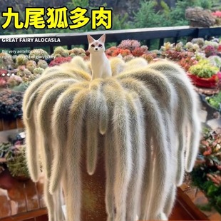 开花九尾狐多肉白长软毛植物高档盆栽花长毛系列猴尾巴长毛品种
