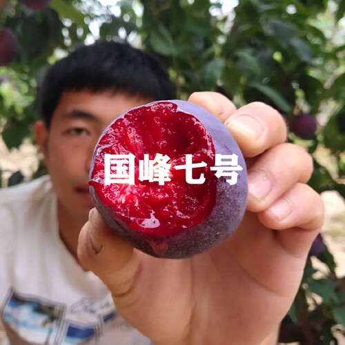 嫁接国峰李子树苗当年结果盆栽苗