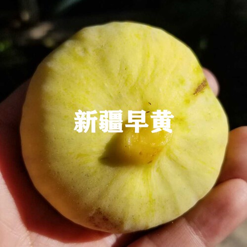 无花果树苗南北方盆栽地栽