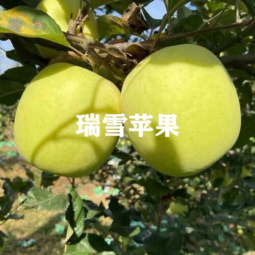 新品种品种树苗瑞香红瑞雪苹果苗