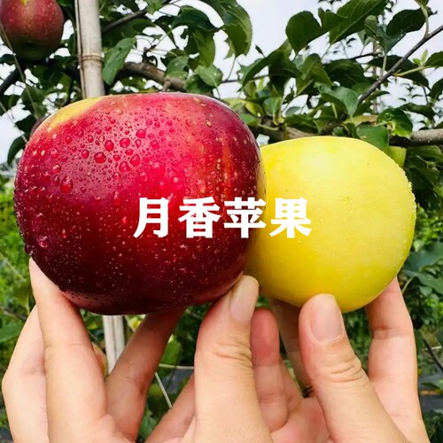 嫁接品种树苗当年结果早熟果树苗