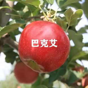 早熟日本巴克艾嘎啦苹果苗嫁接脆甜苹果树苗盆栽庭院地栽当年结果