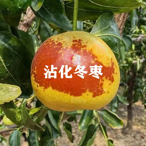 南方地栽半岛农业当年结果枣树苗
