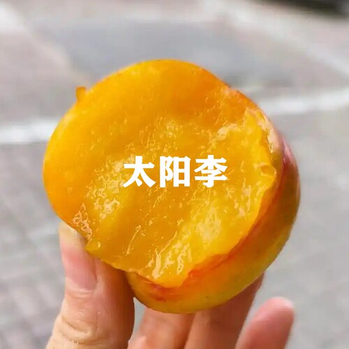 四季种植当年结果新品种太阳李苗