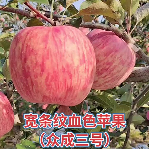 众成三号苹果树苗嫁接苗南方北方