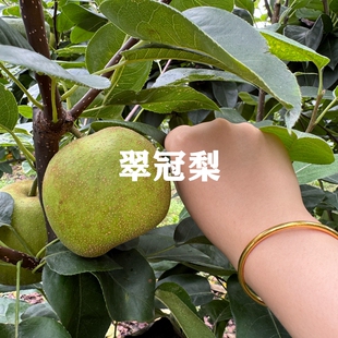 梨树果苗嫁接翠冠梨树苗早熟脆甜82蜜梨苗庭院盆栽地栽种植果树苗