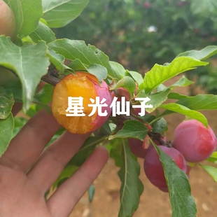 李树果苗树新品种美国小仙子樱桃李树苗红肉甜李子苗南方北方种植