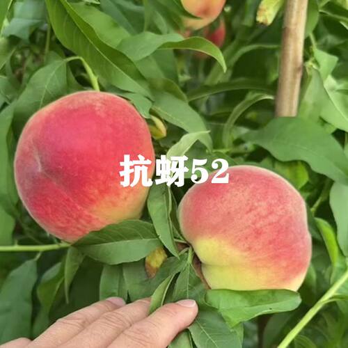 新品种桃树苗当年结果嫁接盆栽苗