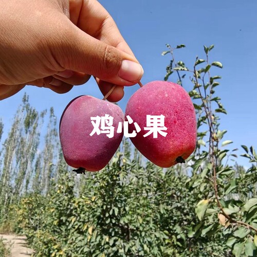 四季种植烟台果树苗苹果盆栽树苗