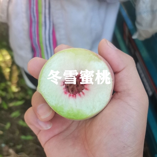 特晚熟冬桃树苗12月成熟冬雪蜜桃苗王桃果苗南方北方种植当年结果