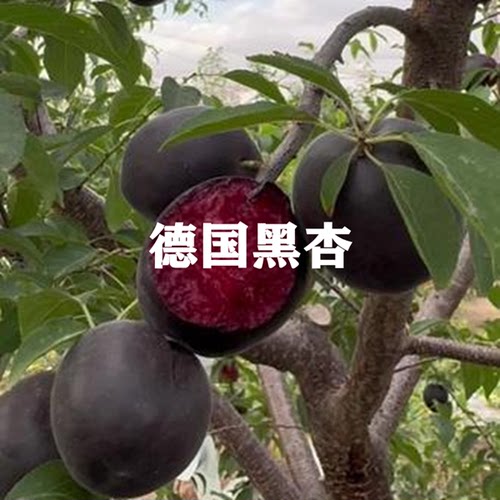 四季生长当年结果嫁接苗杏子树苗