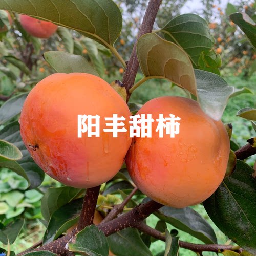 新品种嫁接甜柿树苗日本脆甜柿子