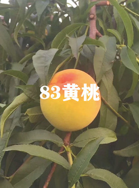 桃树果苗嫁接砀山83黄桃树苗特大脆甜罐头黄桃苗盆栽地栽种植果树