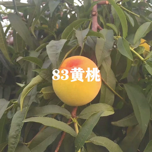 四季种植当年结果新品种黄桃树苗
