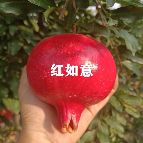 四季种植大红袍石榴软籽石榴树苗