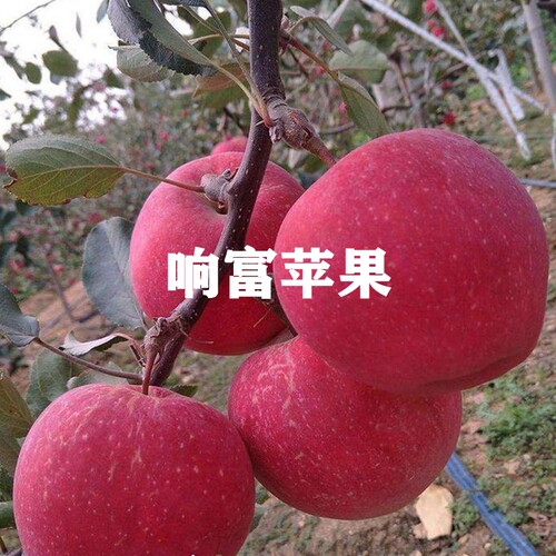 烟台富士苹果树苗响富苹果烟富8