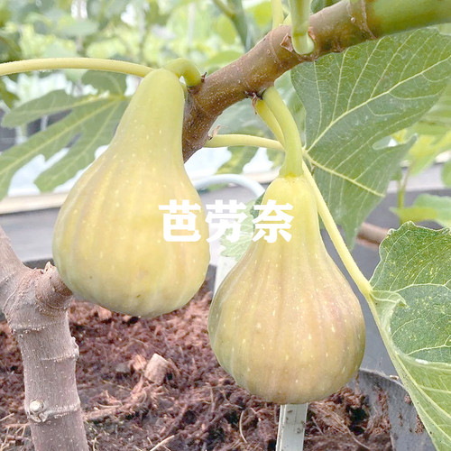 当年盆栽无花果树苗庭院果树苗木