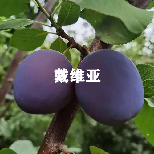 新品种西梅李子树苗当年结果果树