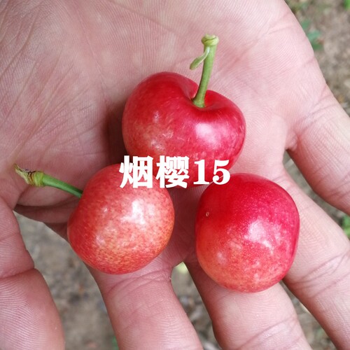 新品种大樱桃树苗当年结果车厘子