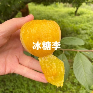 果树苗新品种冰糖李子苗嫁接李子树苗脱骨脆甜蜂糖李果苗盆栽地栽