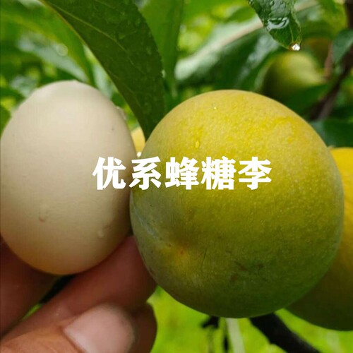 新品种蜂糖李丰产龙李树苗南北方