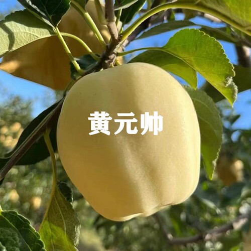 烟台富士苹果树苗黄元帅奶油富士