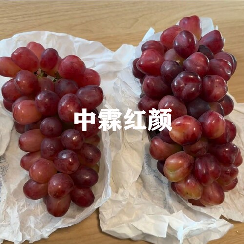 四季种植当年结果新品种中霖红颜