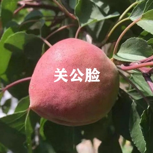 青岛崂山蜜杏树苗关公脸杏苗特大软糯红杏果苗南方北方种植杏子树