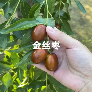 枣树活苗嫁接金丝枣4号枣树苗脆甜四号金丝小枣苗树庭院盆栽地栽