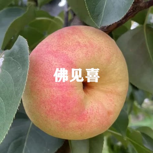 当年梨苗嫁接地栽苗南北方结果种