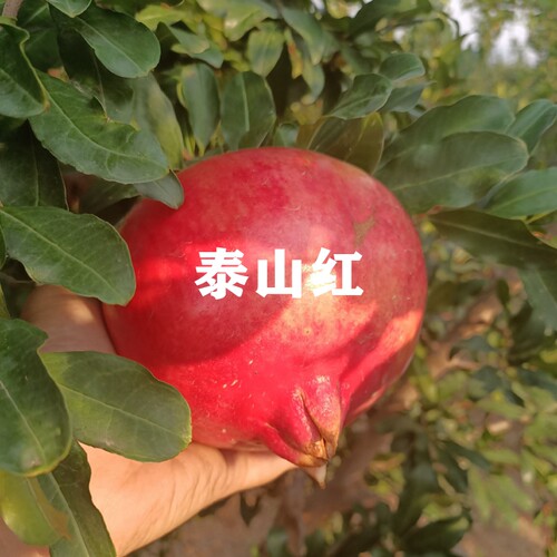四季种植山东泰山红软籽石榴树苗