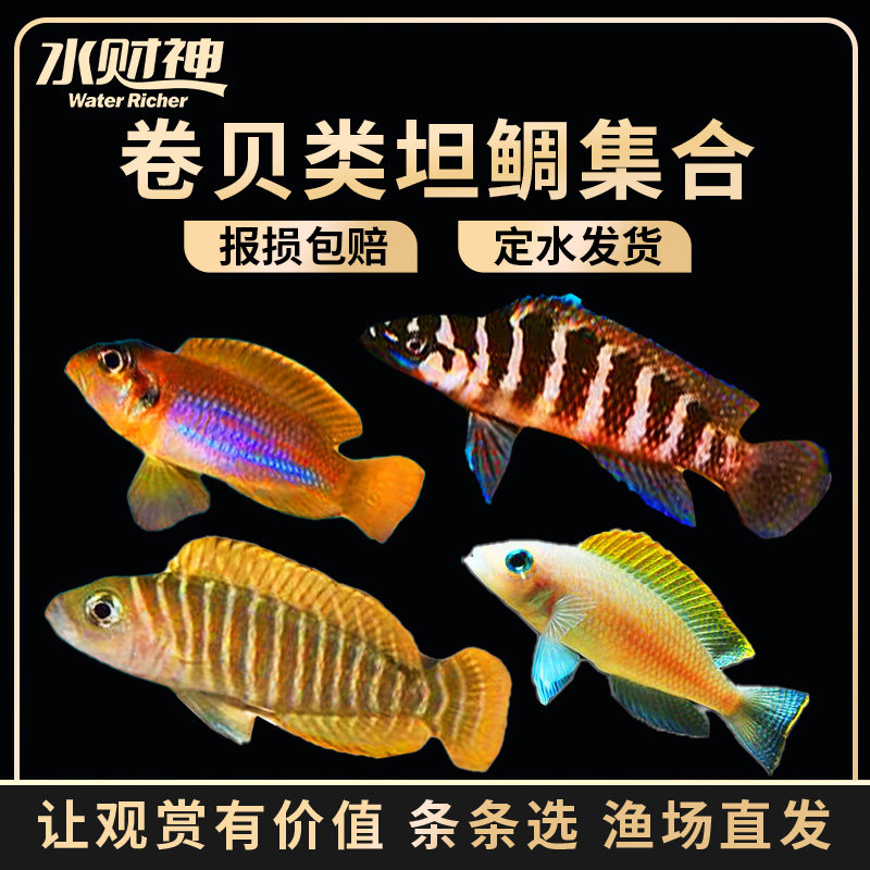 黄帆天堂鸟 黄金叮当 钻石贝 斑马贝 小丑贝 卷贝 坦鲷 三湖鱼