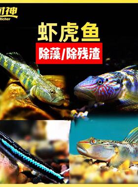 淡水小蜜蜂底栖白面蓝面闪电周氏褐吻红腰红唇虾虎鱼紫身枝桠除藻