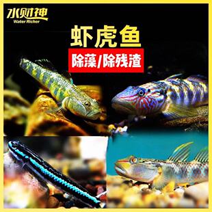 淡水小蜜蜂底栖白面蓝面闪电周氏褐吻红腰红唇虾虎鱼紫身枝桠除藻
