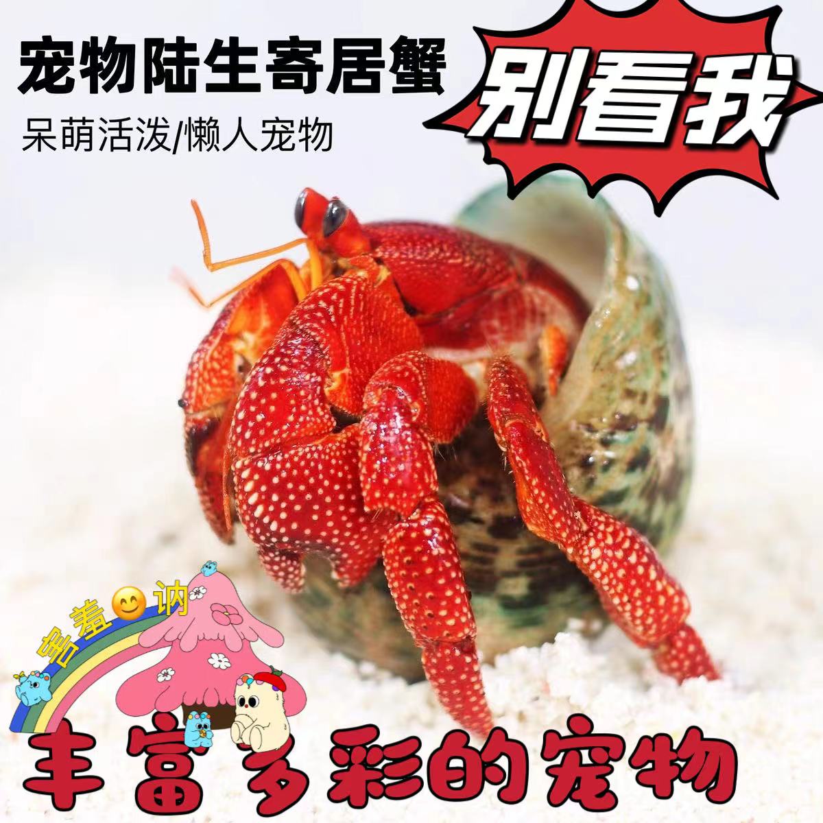 萌宠陆生寄居蟹活体～易好养淡水观赏蟹沙蟹宠物螃蟹草莓包活