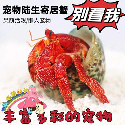 水财神寄居蟹活体包活