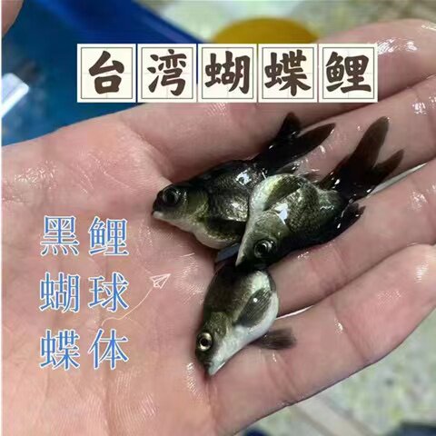 台湾莼正黑色球体蝴蝶鲤鱼冷淡水狮子头高背大长尾锦鲤鱼苗耐活体