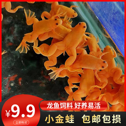 金蛙活物龙鱼饲料金蛙观赏青蛙水族可爱活体宠物蛙金色小金蛙